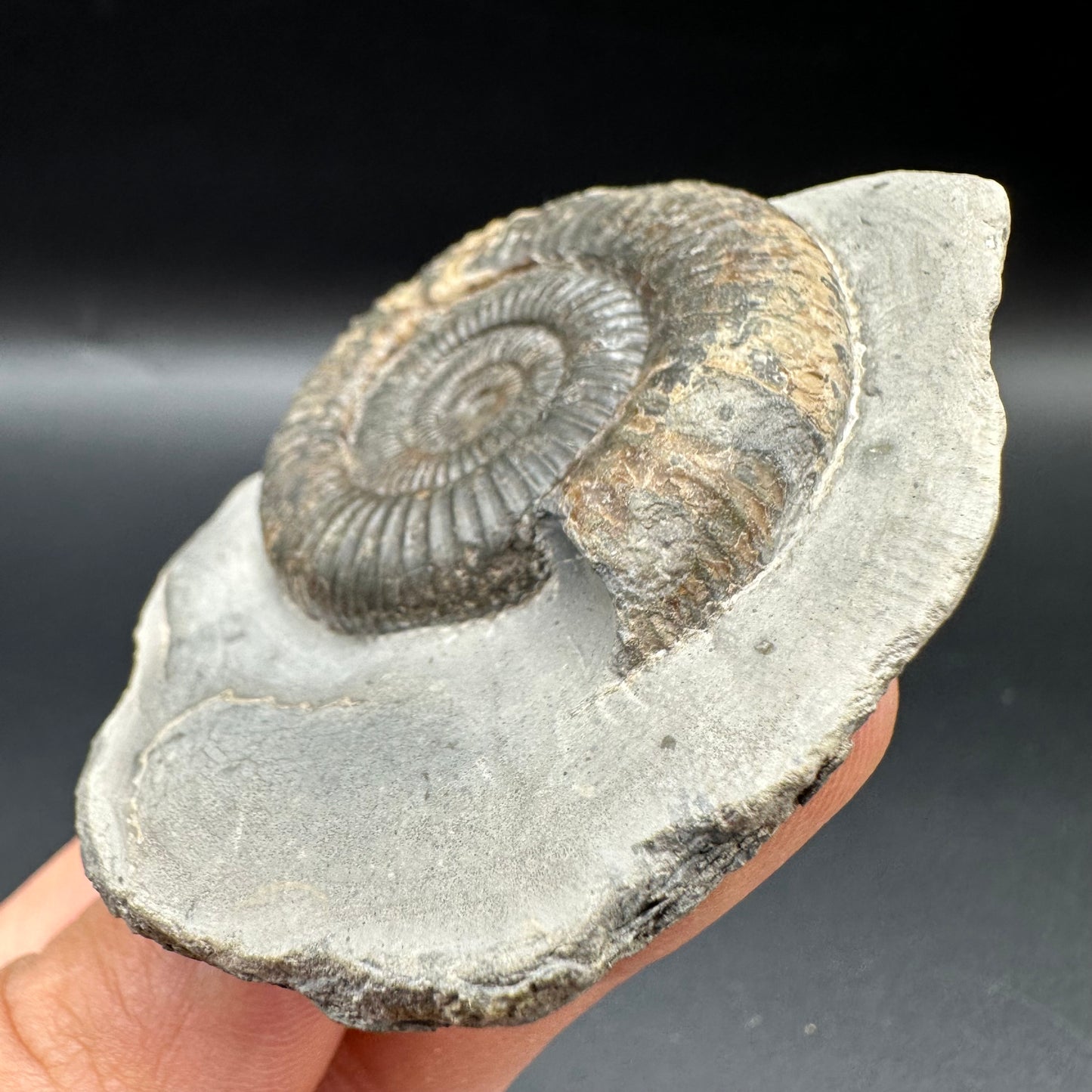 Dactylioceras Ammonite Fossil With Box And Stand - Whitby, North Yorkshire Jurassic Coast Yorkshire Fossils