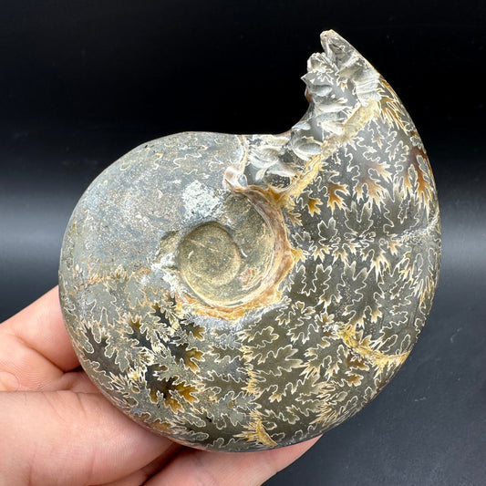 Puzosia Ammonite Fossil With Box And Stand - Cretaceous Ammonite Madagascar