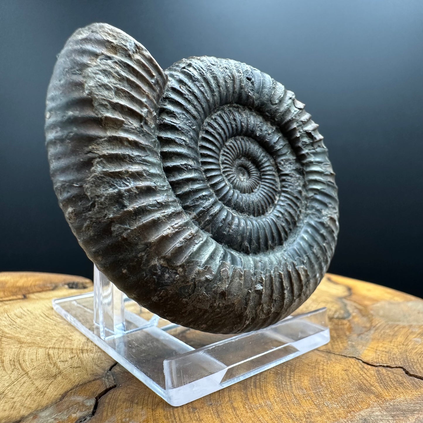 Dactylioceras Ammonite Fossil With box and Stand - Whitby, North Yorkshire Jurassic Coast Yorkshire Fossils