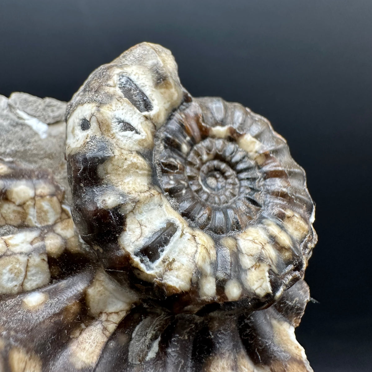Androgynoceras maculatum ammonite fossil with box and stand - Whitby, North Yorkshire Jurassic Coast Yorkshire Fossils
