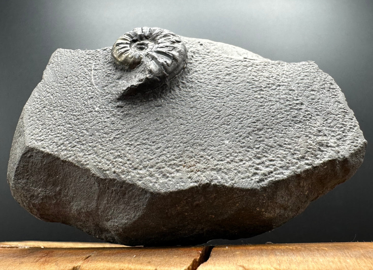 Agassiceras sp. ammonite fossil with box and stand - Whitby, North Yorkshire Jurassic Coast Yorkshire Fossils