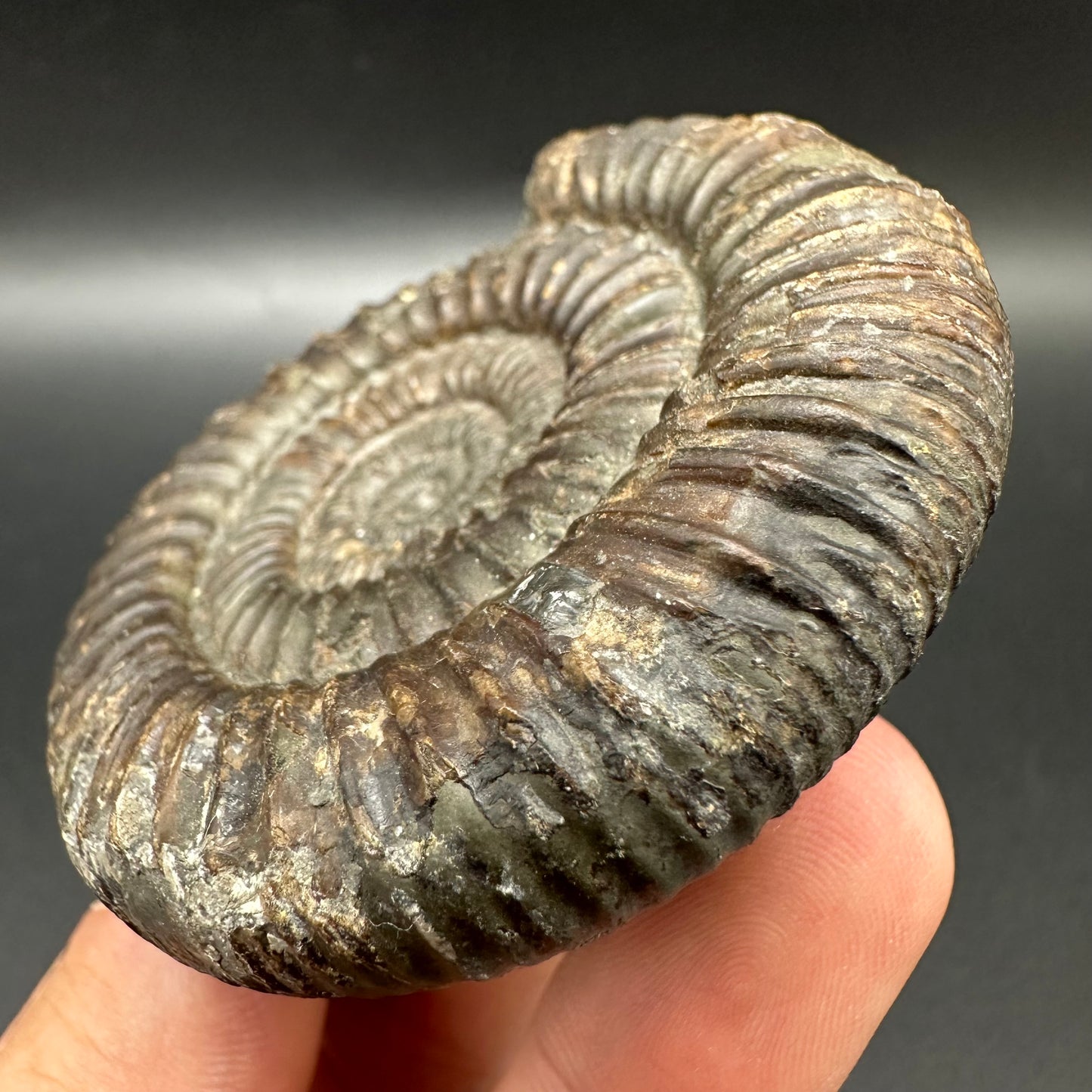 Dactylioceras Ammonite Fossil With Box And Stand - Whitby, North Yorkshire Jurassic Coast Yorkshire Fossils