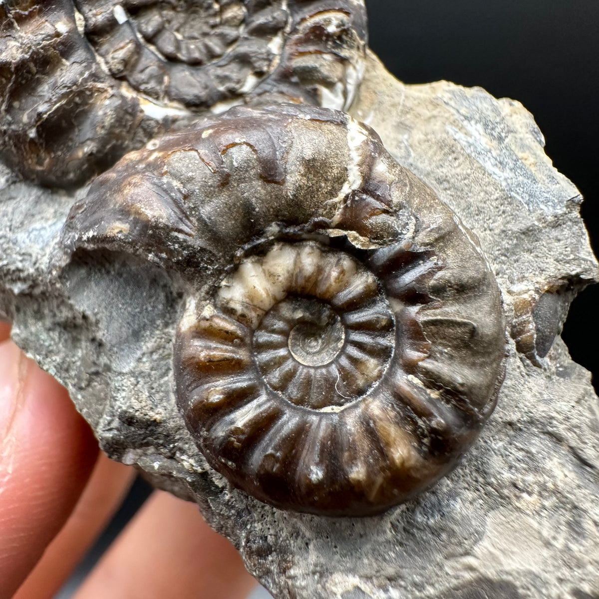 Amaltheus subnodosus Ammonite fossil with stand - Whitby, North Yorkshire Jurassic Coast Yorkshire Fossils