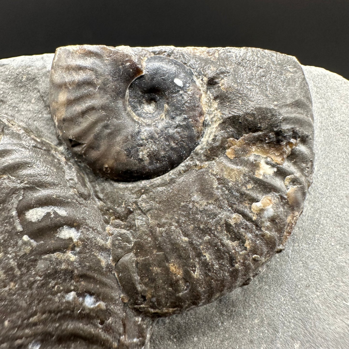 Cleviceras sp. ammonite shell fossil with stand - Whitby, North Yorkshire Jurassic Coast Yorkshire Fossils