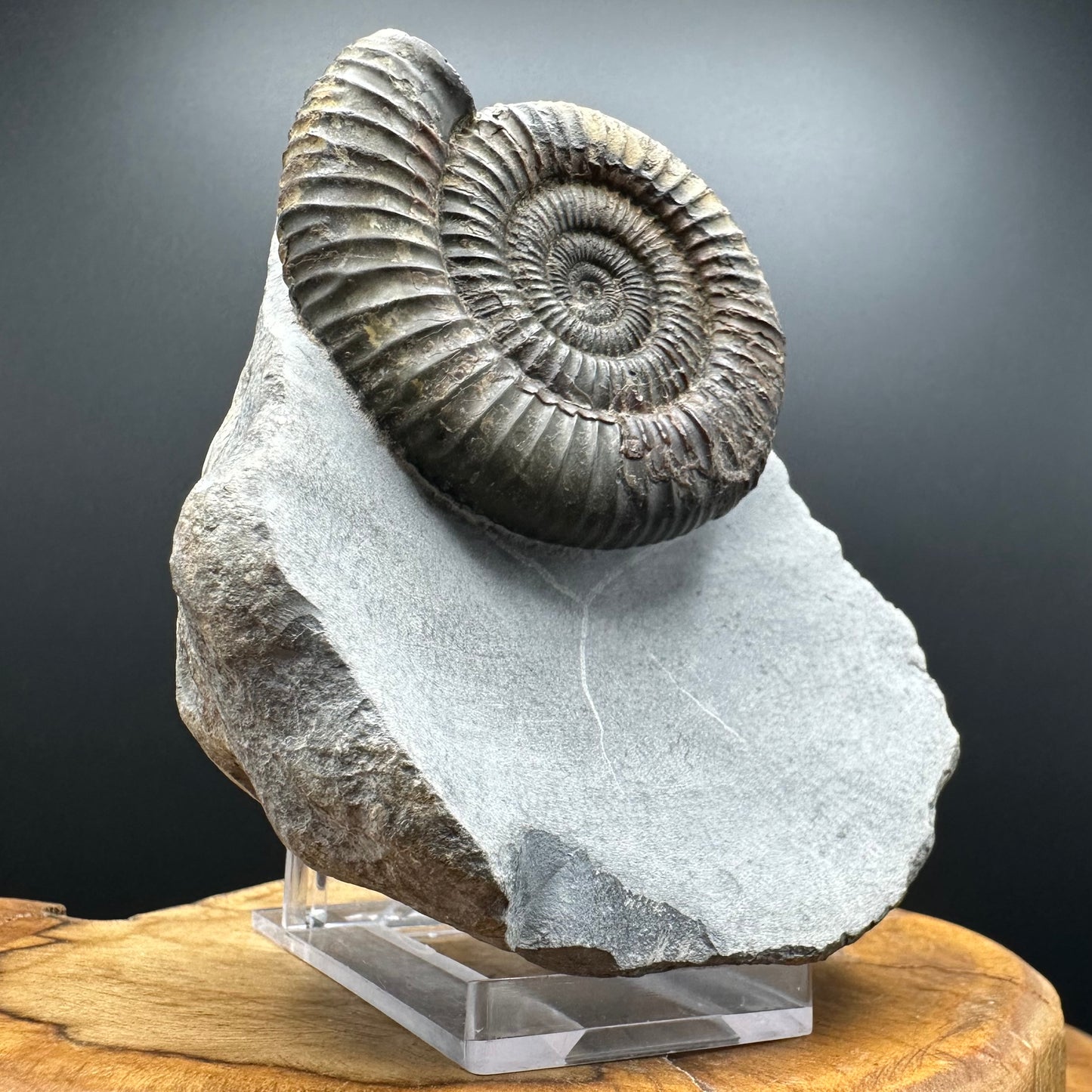 Dactylioceras Ammonite Fossil With box and Stand - Whitby, North Yorkshire Jurassic Coast Yorkshire Fossils