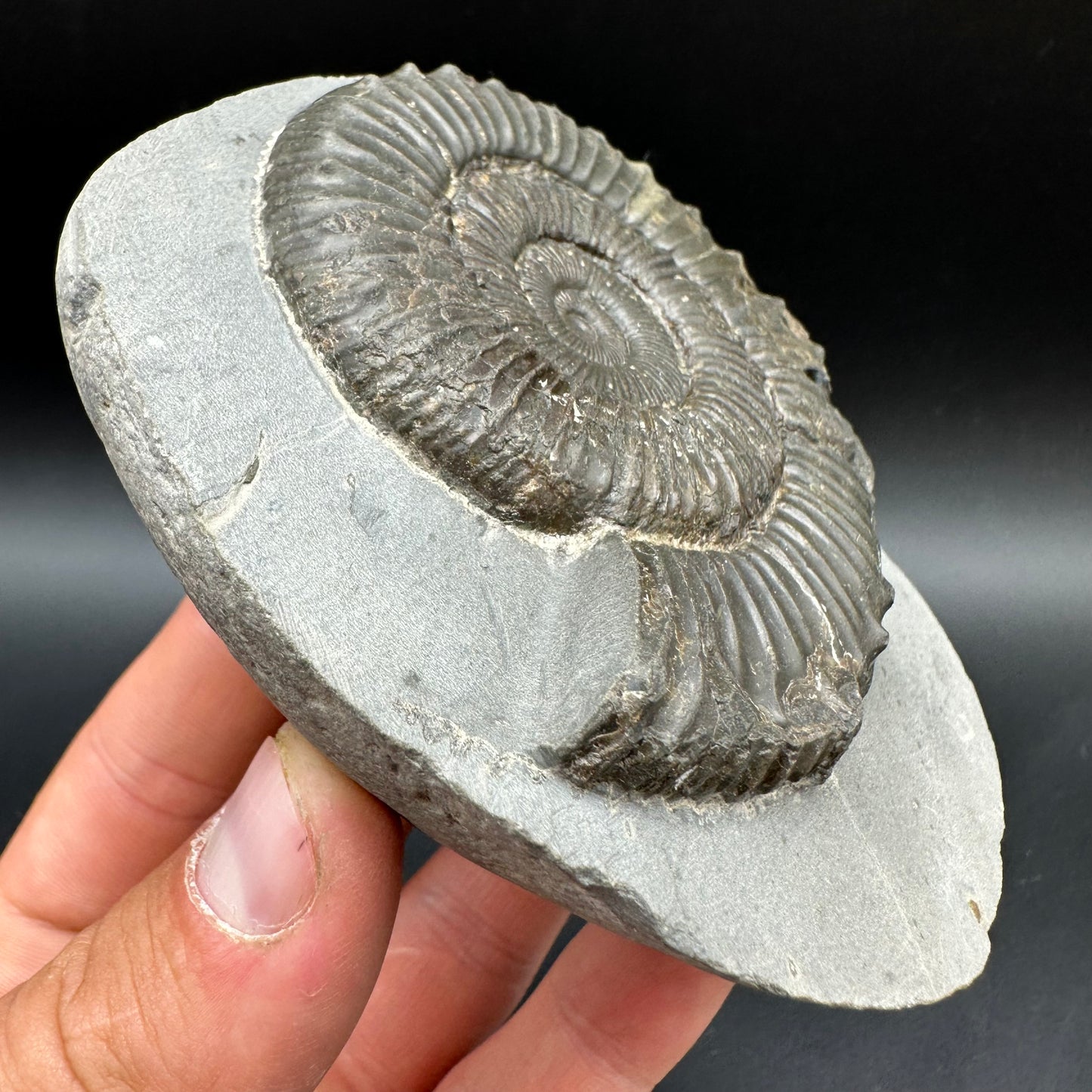 Peronoceras fibulatum Ammonite fossil with box and stand - Whitby, North Yorkshire Jurassic Coast Yorkshire Fossils
