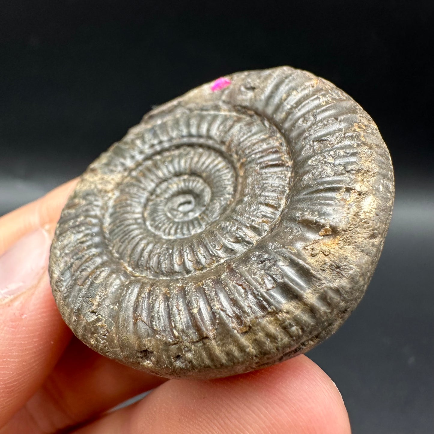 Snakestone Ammonite Fossil With Bag/Box And Stand - Whitby, North Yorkshire Jurassic Coast Yorkshire Fossils