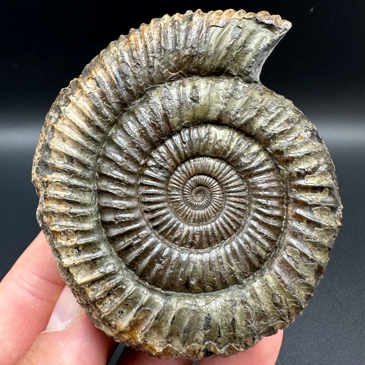 Dactylioceras Ammonite Fossil With Box And Stand - Whitby, North Yorkshire Jurassic Coast Yorkshire Fossils