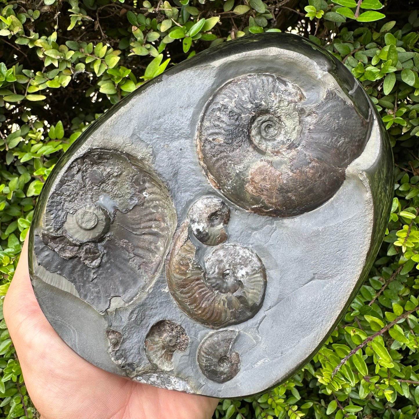 Golden Egg (GENUINE) Ammonite Fossil With Stand - Whitby, North Yorkshire Jurassic Coast Yorkshire Fossils