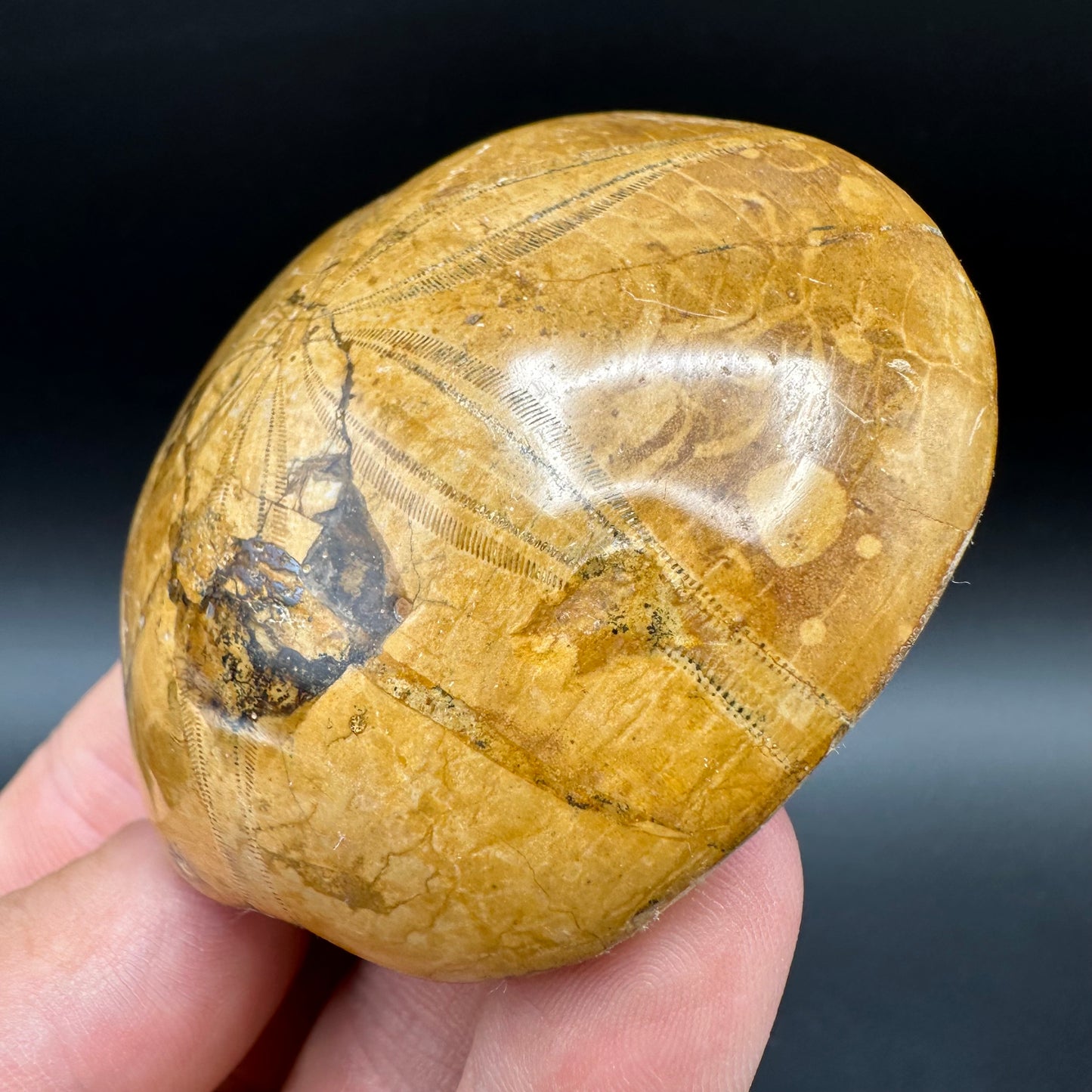 Holectypus Sea Urchin Fossil With Box And Stand - Middle Jurassic Madagascar