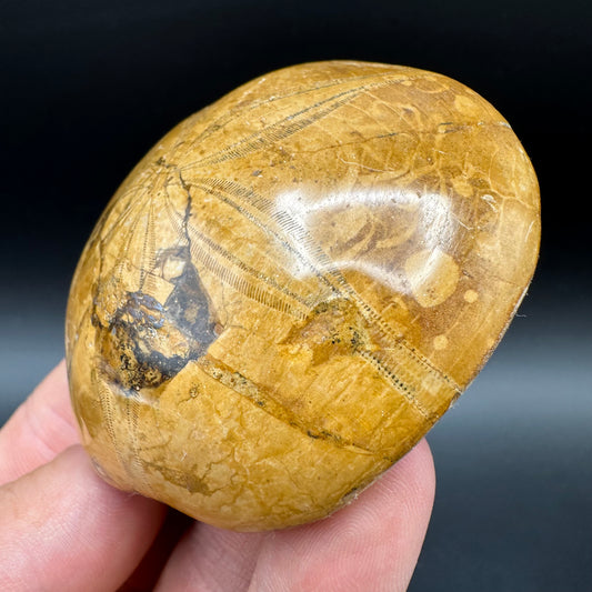 Holectypus Sea Urchin Fossil With Box And Stand - Middle Jurassic Madagascar