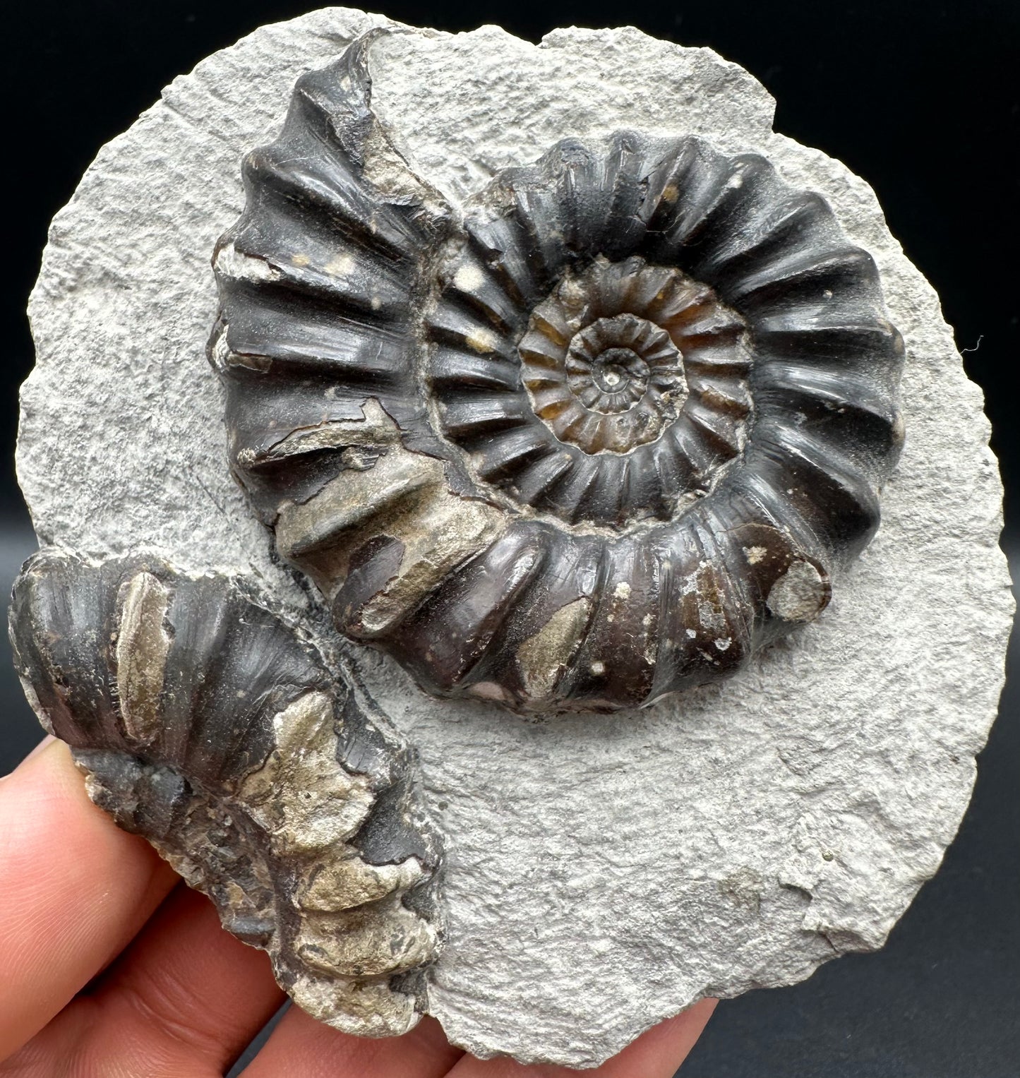 Androgynoceras maculatum Ammonite fossil with gift box and stand - Whitby, North Yorkshire Jurassic Coast Yorkshire Fossils