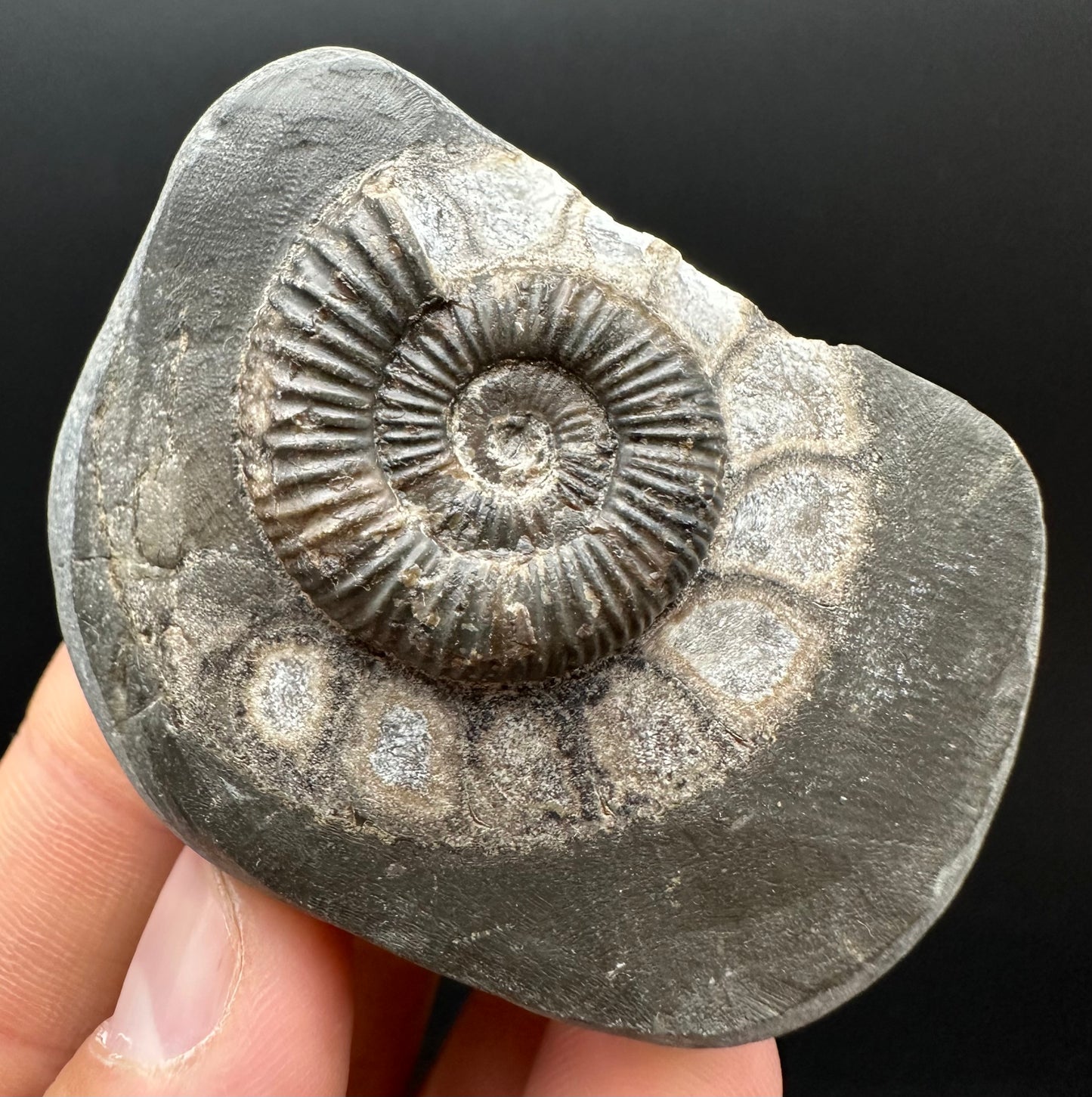 Dactylioceras Ammonite Fossil Gift Set - Whitby, North Yorkshire Jurassic Coast Yorkshire Fossils