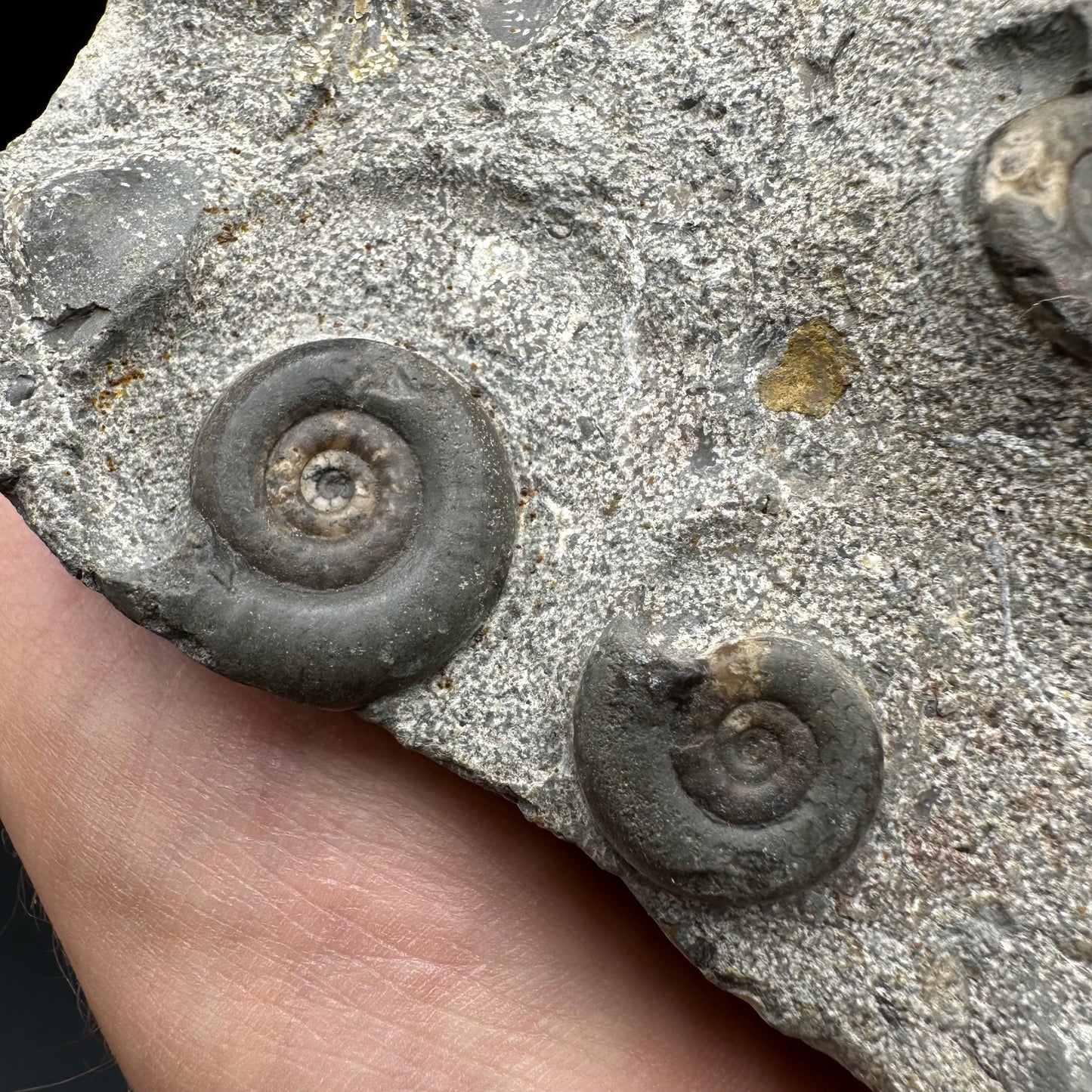 Arnioceras ammonite shell fossil with stand - Whitby, North Yorkshire Jurassic Coast Yorkshire Fossils