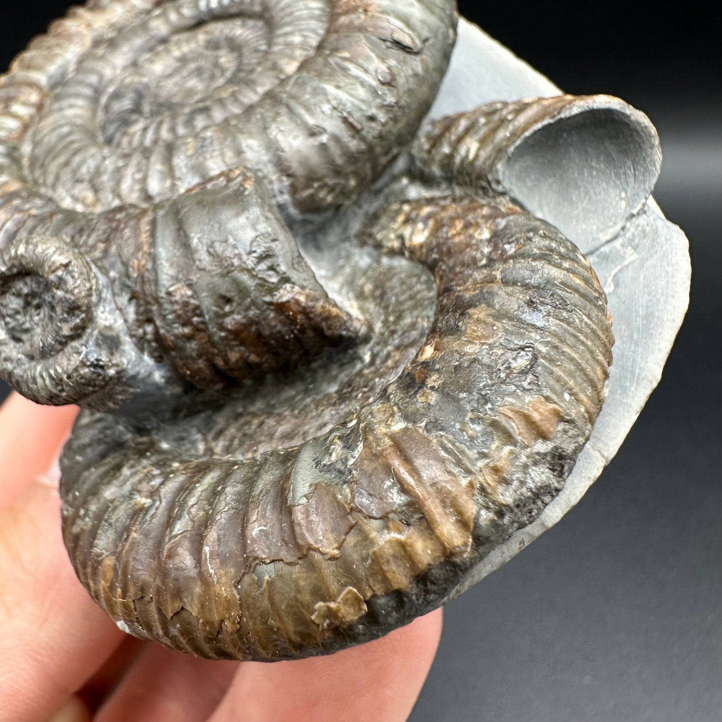 Dactylioceras Multi ammonite fossil with box and stand - Whitby, North Yorkshire Jurassic Coast, Yorkshire Fossils