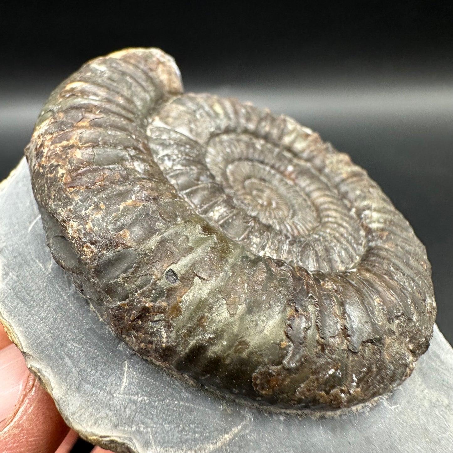 Dactylioceras Ammonite Fossil With Box And Stand - Whitby, North Yorkshire Jurassic Coast Yorkshire Fossils