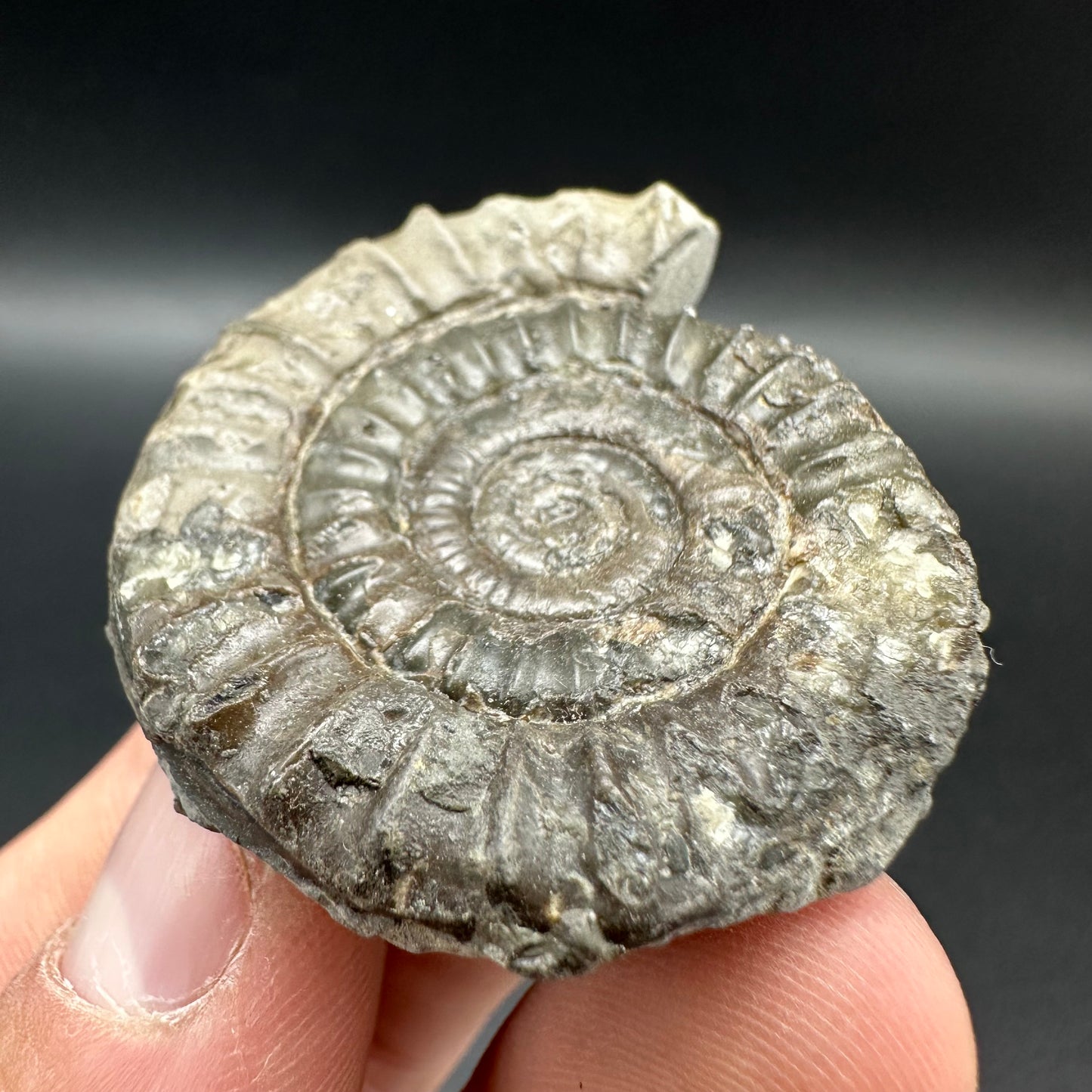 Arnioceras ammonite shell fossil - Whitby, North Yorkshire Jurassic Coast Yorkshire Fossils