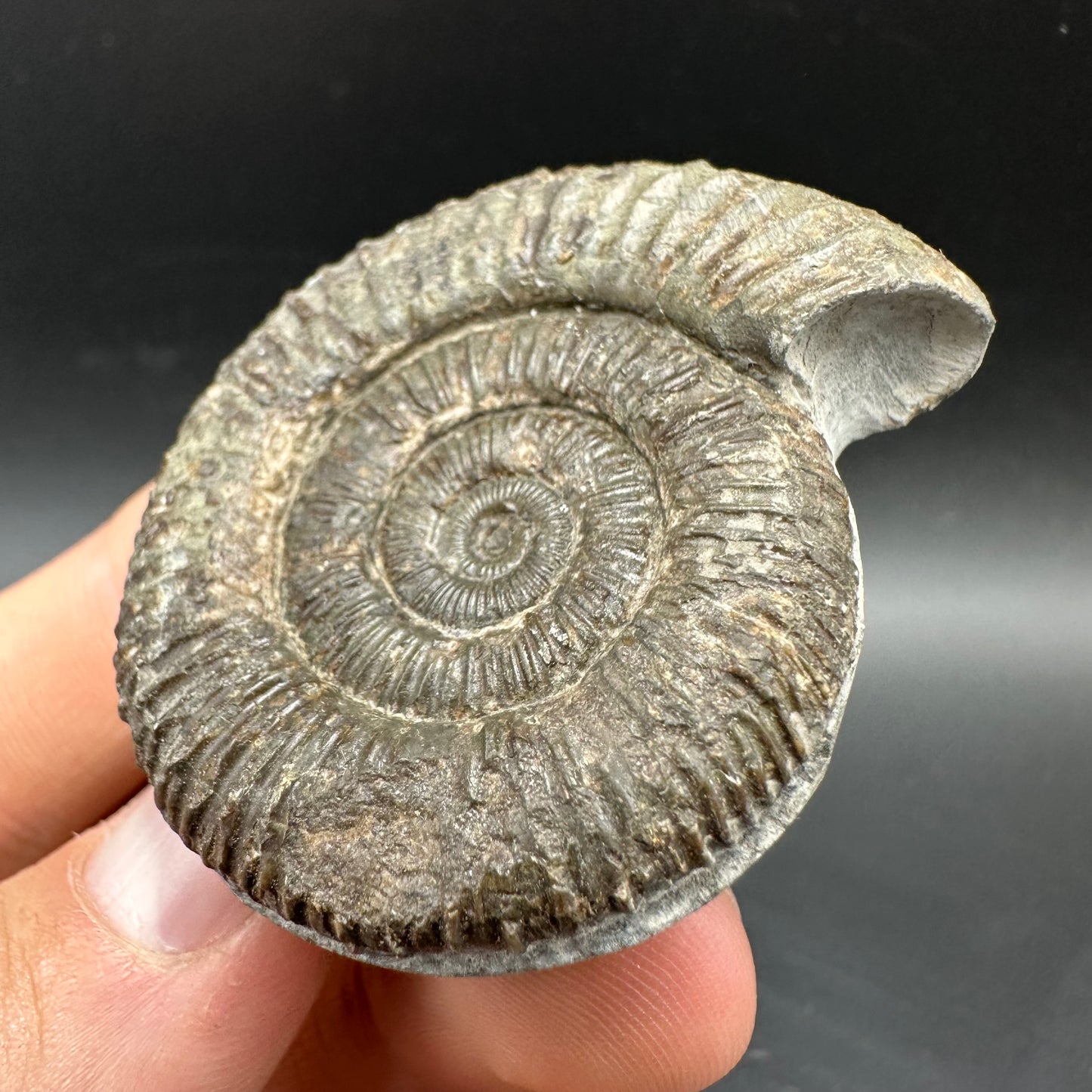 Dactylioceras Ammonite Fossil With box and Stand - Whitby, North Yorkshire Jurassic Coast Yorkshire Fossils