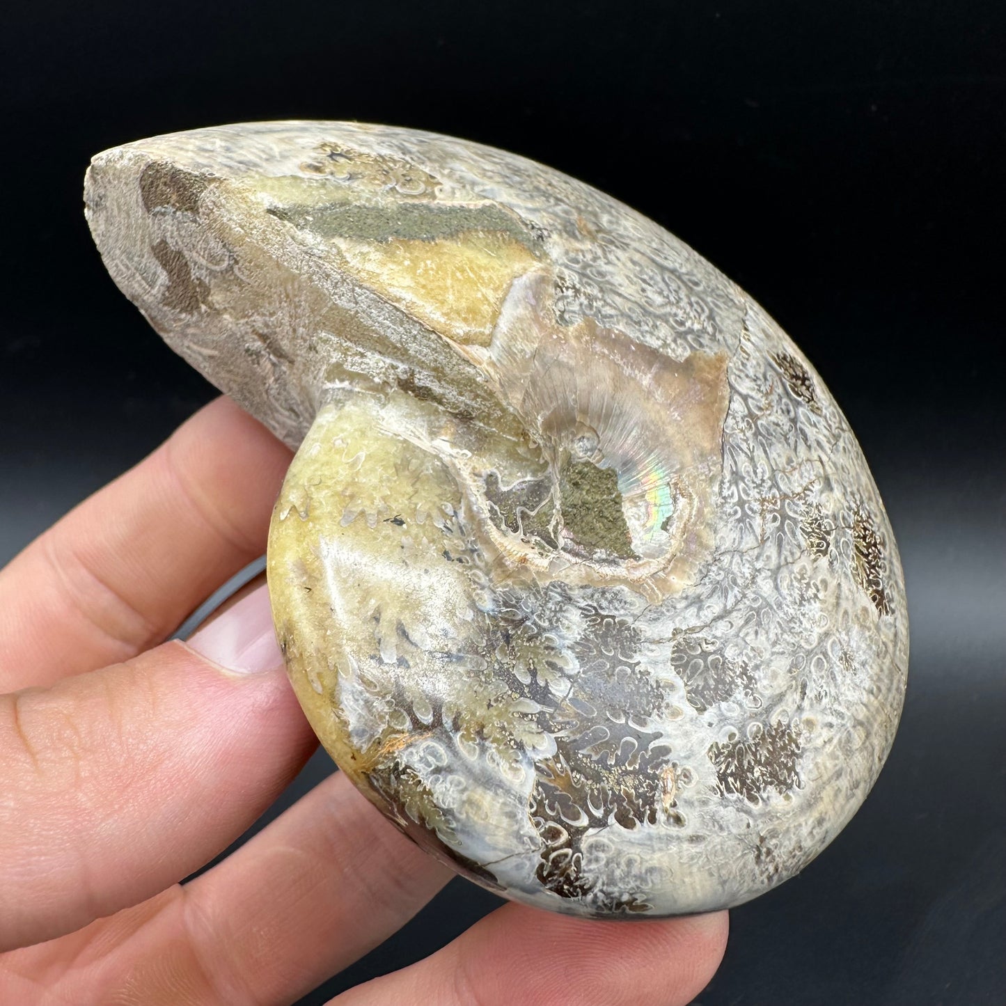 Phylloceras Ammonite Fossil With Box And Stand - Cretaceous Ammonite Madagascar
