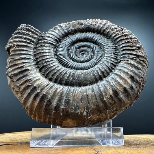 Dactylioceras Ammonite Fossil With box and Stand - Whitby, North Yorkshire Jurassic Coast Yorkshire Fossils