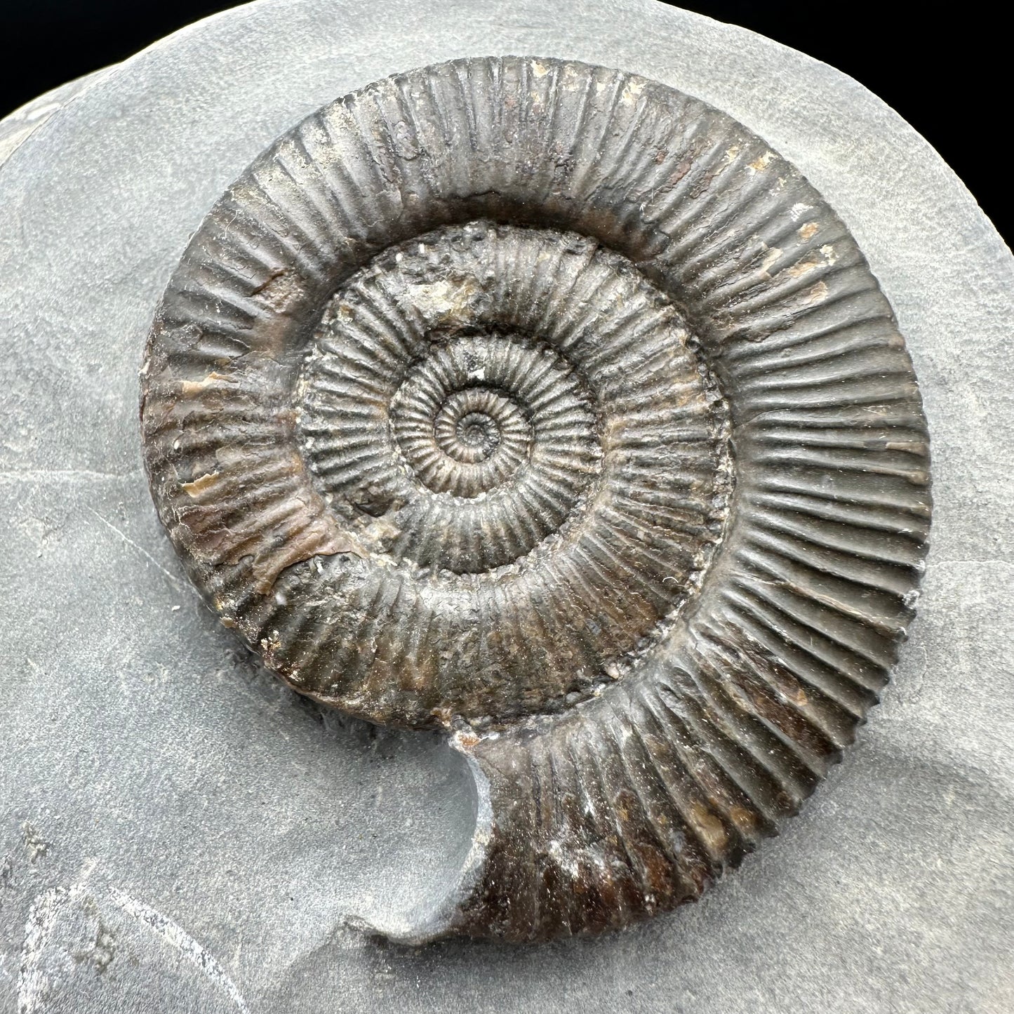 Zugodactylites ammonite fossil - Whitby, North Yorkshire Jurassic Coast, Yorkshire fossils