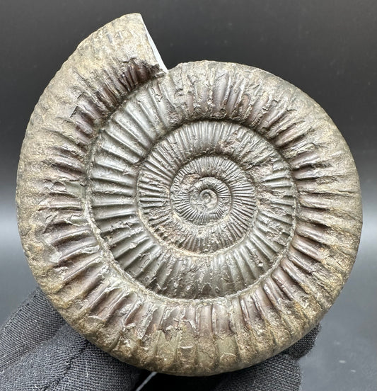 Dactylioceras Ammonite Fossil With Box And Stand - Whitby, North Yorkshire Jurassic Coast Yorkshire Fossils