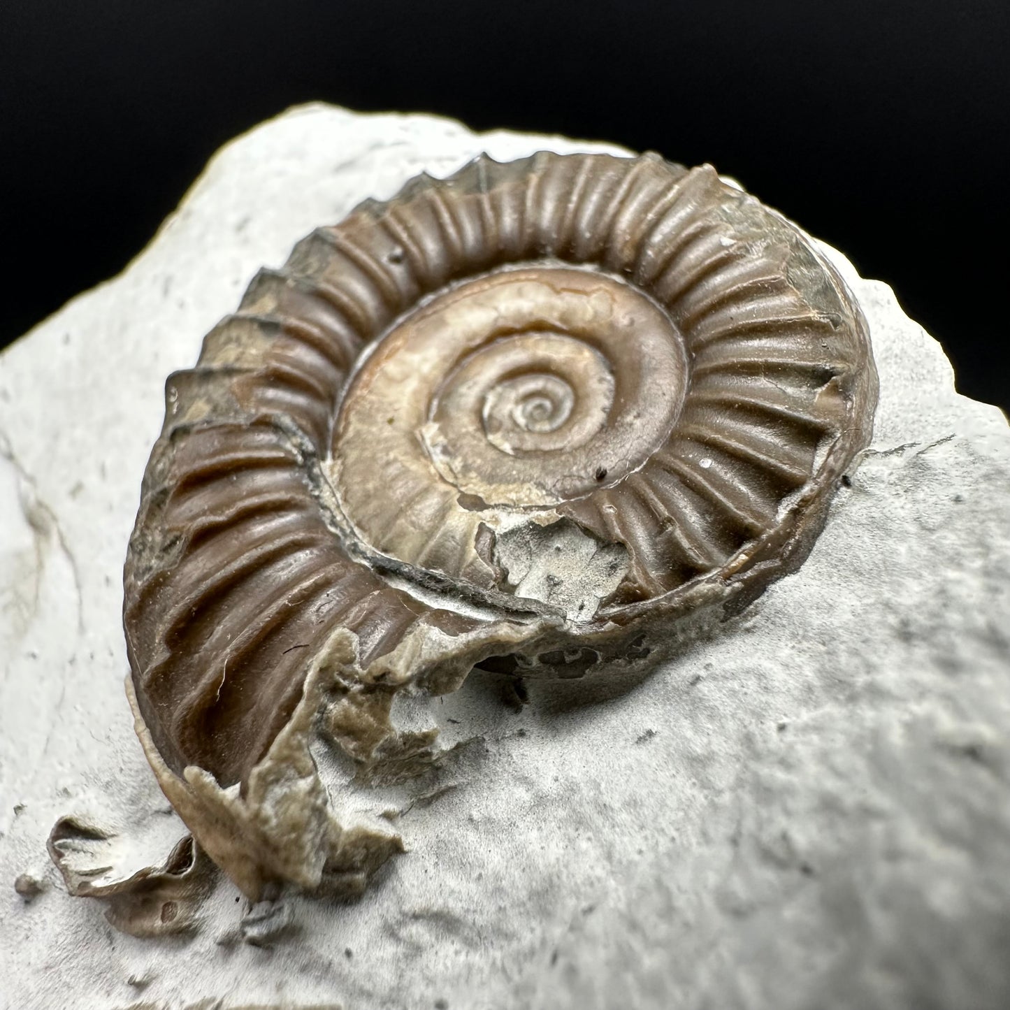 Arnioceras ammonite shell fossil with box and stand - Whitby, North Yorkshire Jurassic Coast Yorkshire Fossils