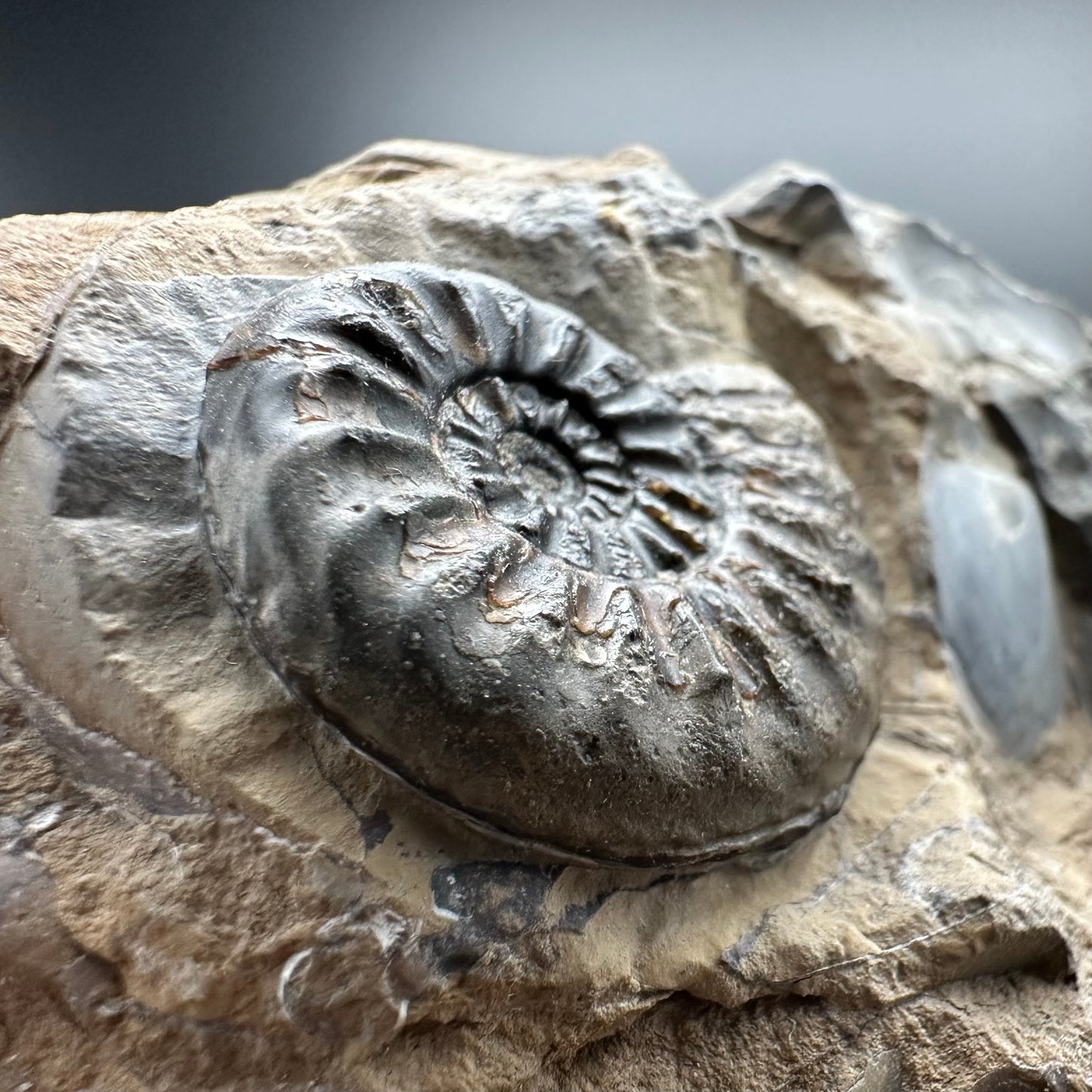 Amaltheus subnodosus Ammonite fossil with stand - Whitby, North Yorkshire Jurassic Coast Yorkshire Fossils