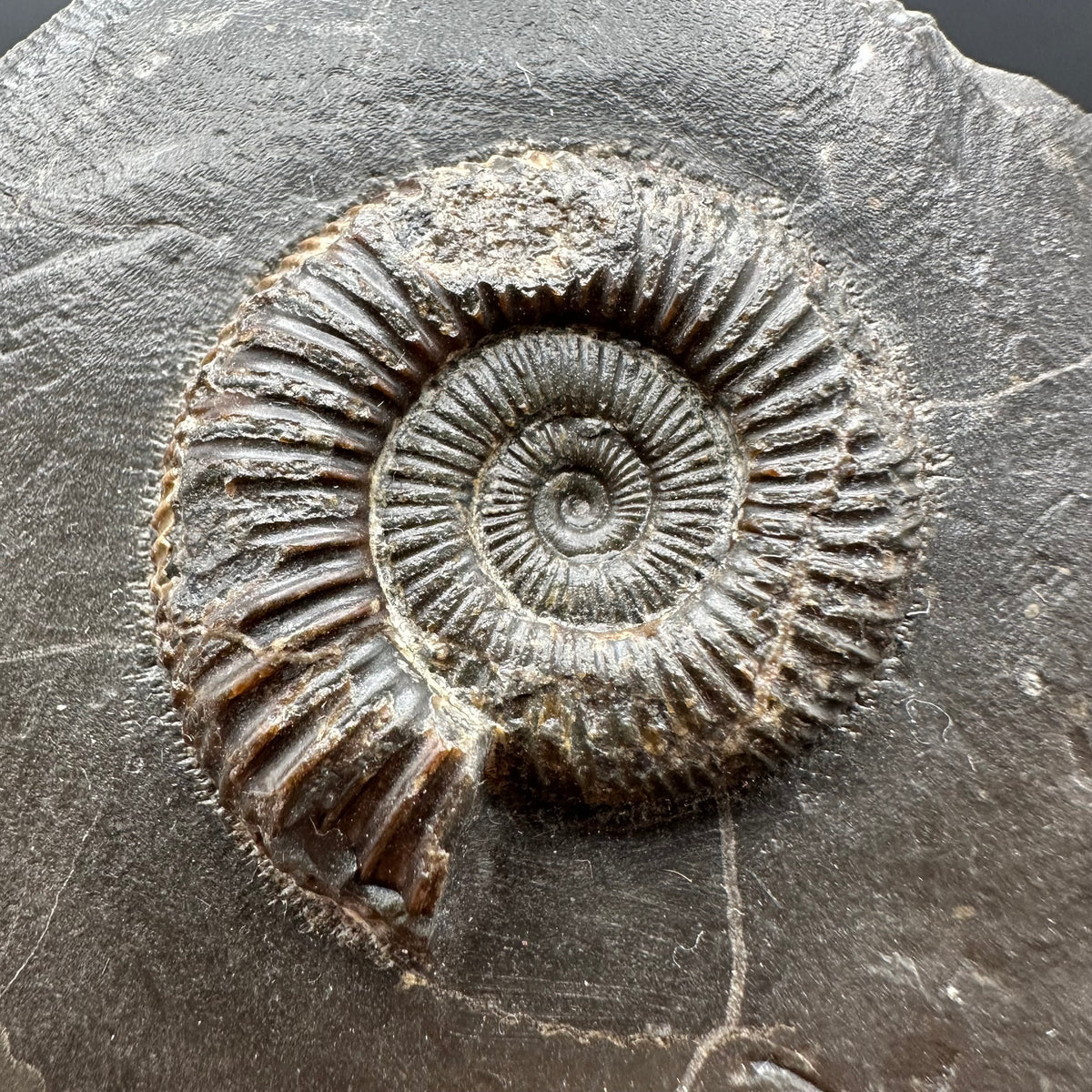 Dactylioceras Ammonite Fossil With box and Stand - Whitby, North Yorkshire Jurassic Coast Yorkshire Fossils