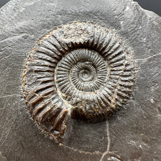 Dactylioceras Ammonite Fossil With box and Stand - Whitby, North Yorkshire Jurassic Coast Yorkshire Fossils