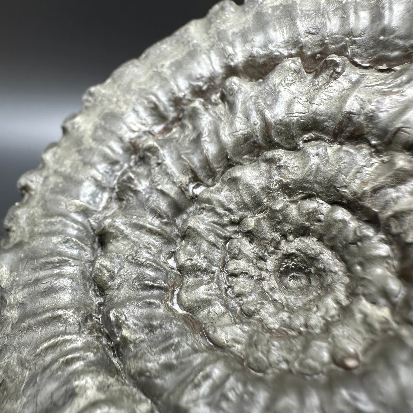 Peronoceras Sp. Ammonite fossil with box and stand - Whitby, North Yorkshire Jurassic Coast Yorkshire Fossils