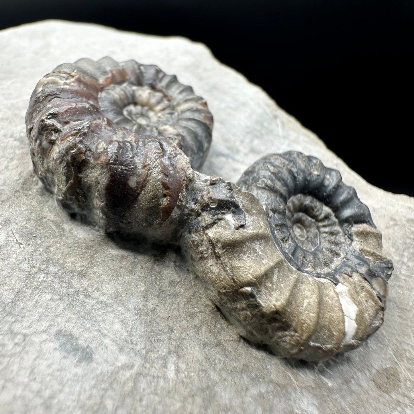 Androgynoceras maculatum ammonite fossil with gift box and stand - Whitby, North Yorkshire Jurassic Coast Yorkshire Fossils