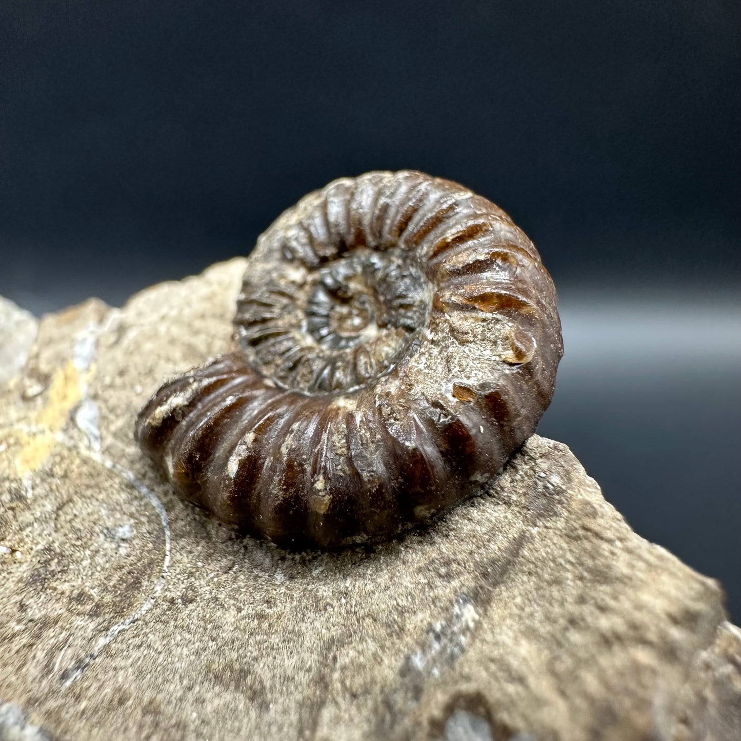 Androgynoceras capricornus Ammonite fossil with box and stand - Whitby, North Yorkshire Jurassic Coast Yorkshire Fossils