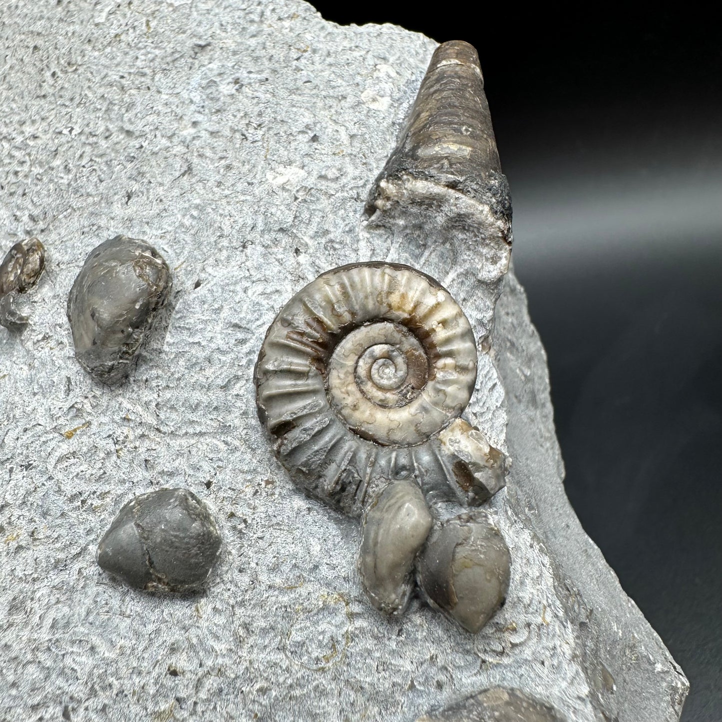 Arnioceras ammonite shell fossil with stand - Whitby, North Yorkshire Jurassic Coast Yorkshire Fossils