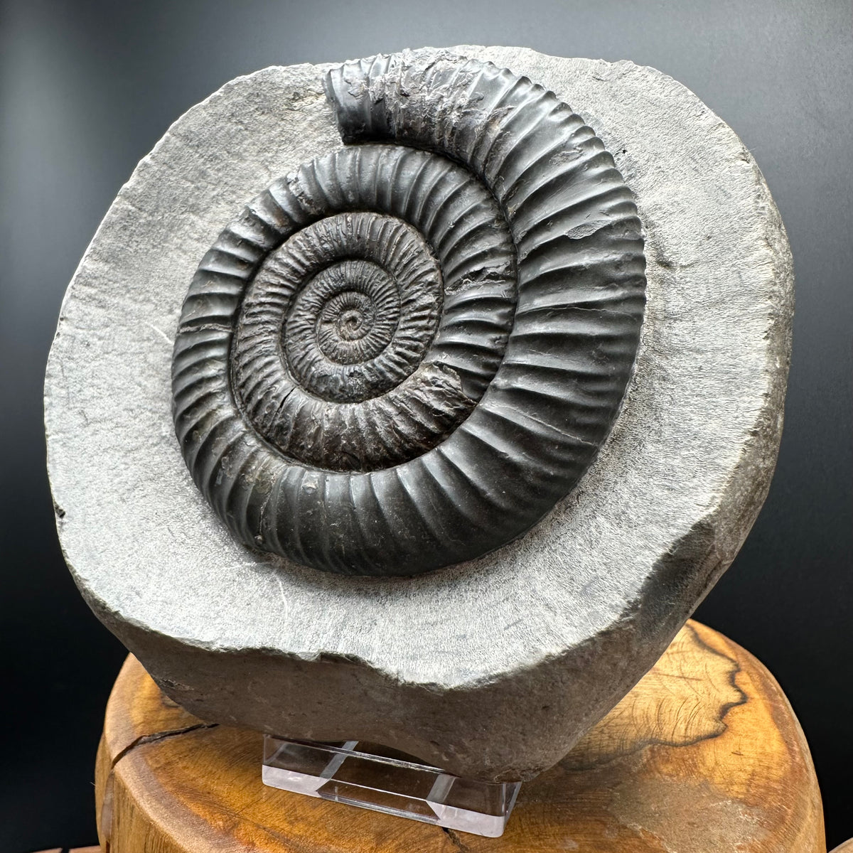 Dactylioceras Ammonite Fossil With Stand - Whitby, North Yorkshire Jurassic Coast Yorkshire Fossils