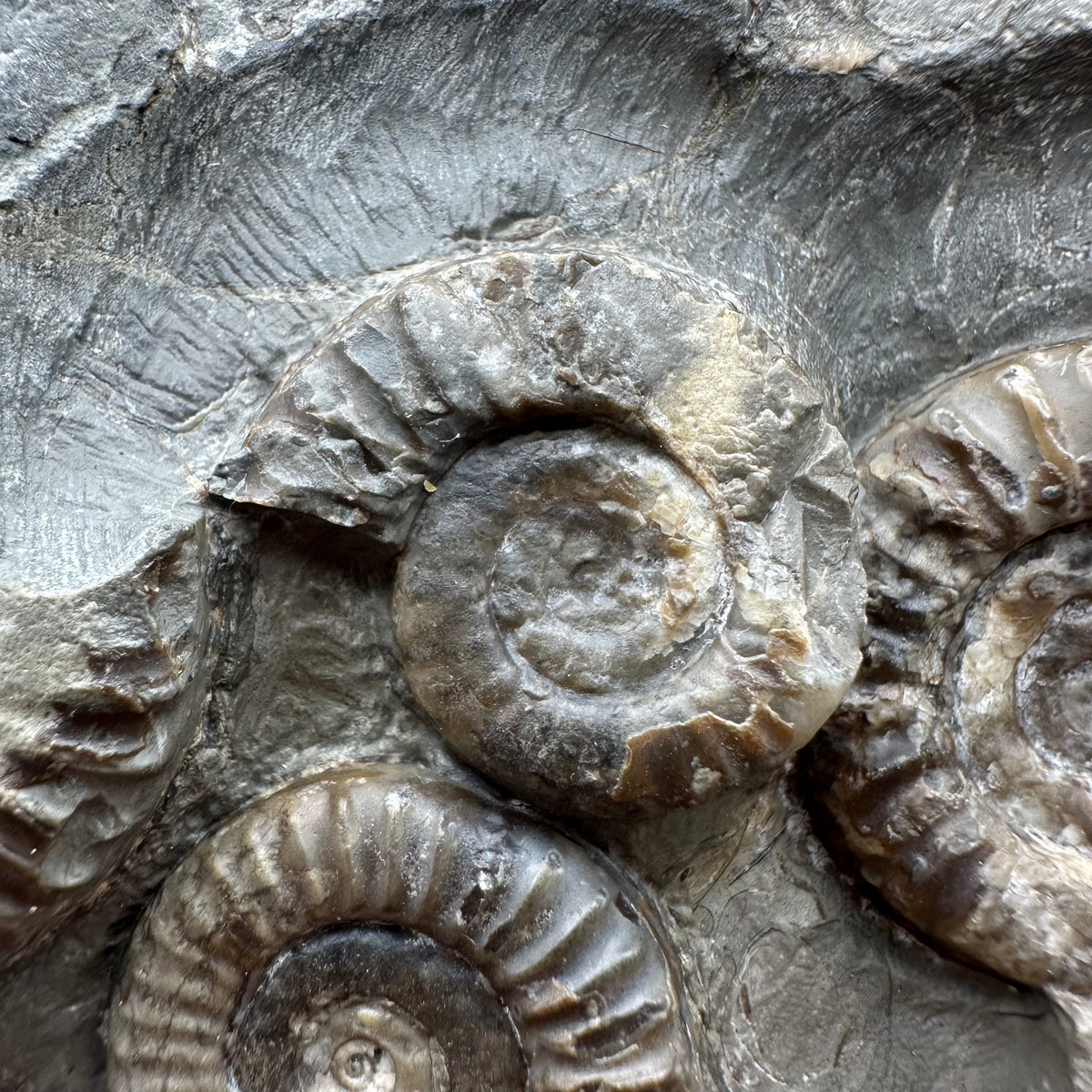 Arnioceras ammonite shell fossil with stand - Whitby, North Yorkshire Jurassic Coast Yorkshire Fossils