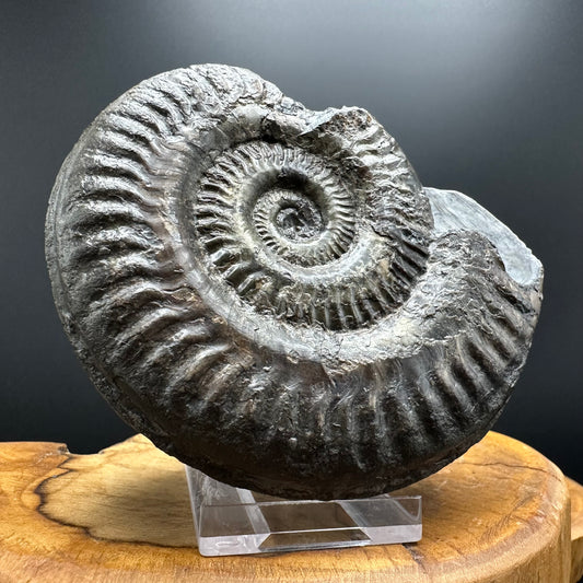 Hildoceras lusitanicum Ammonite fossil with stand - Whitby, North Yorkshire, Jurassic Coast, Yorkshire Fossils from the Jurassic Coast