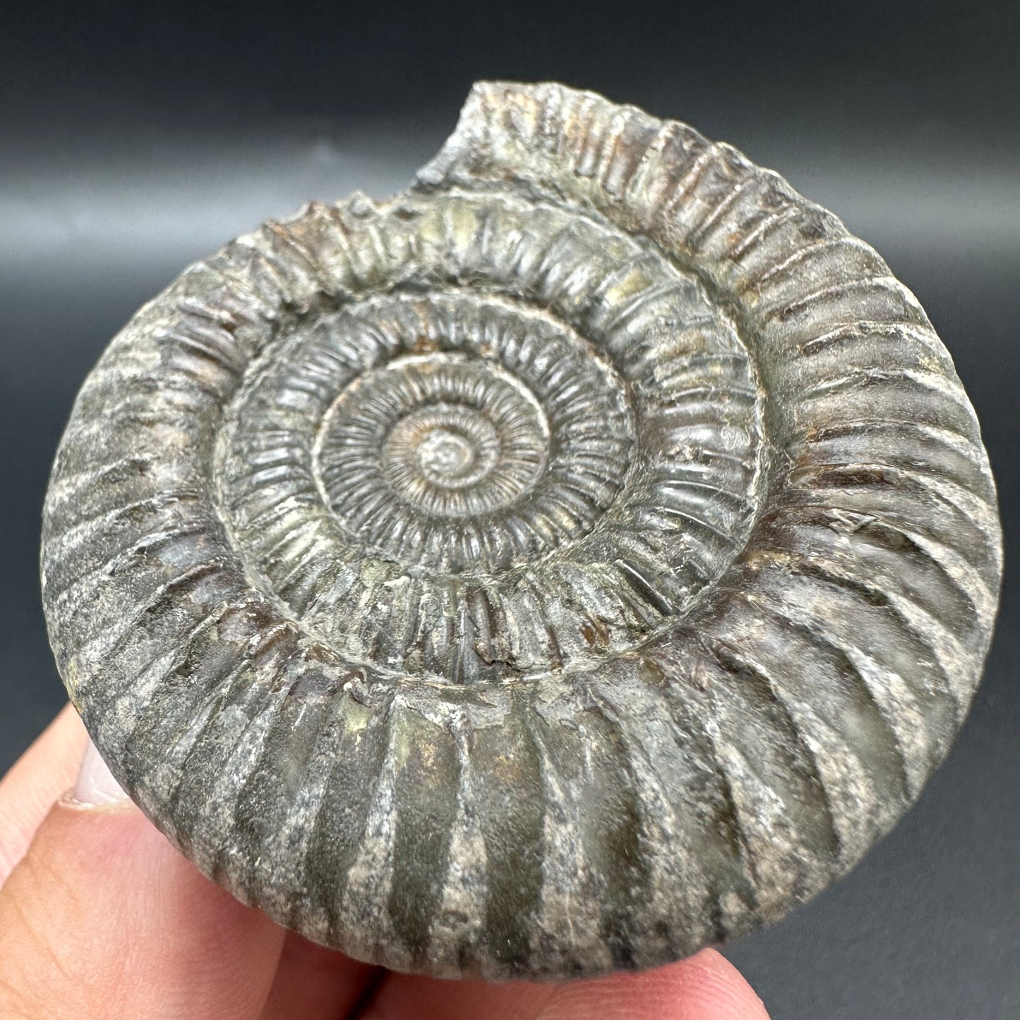 Dactylioceras Ammonite Fossil With Box And Stand - Whitby, North Yorkshire Jurassic Coast Yorkshire Fossils