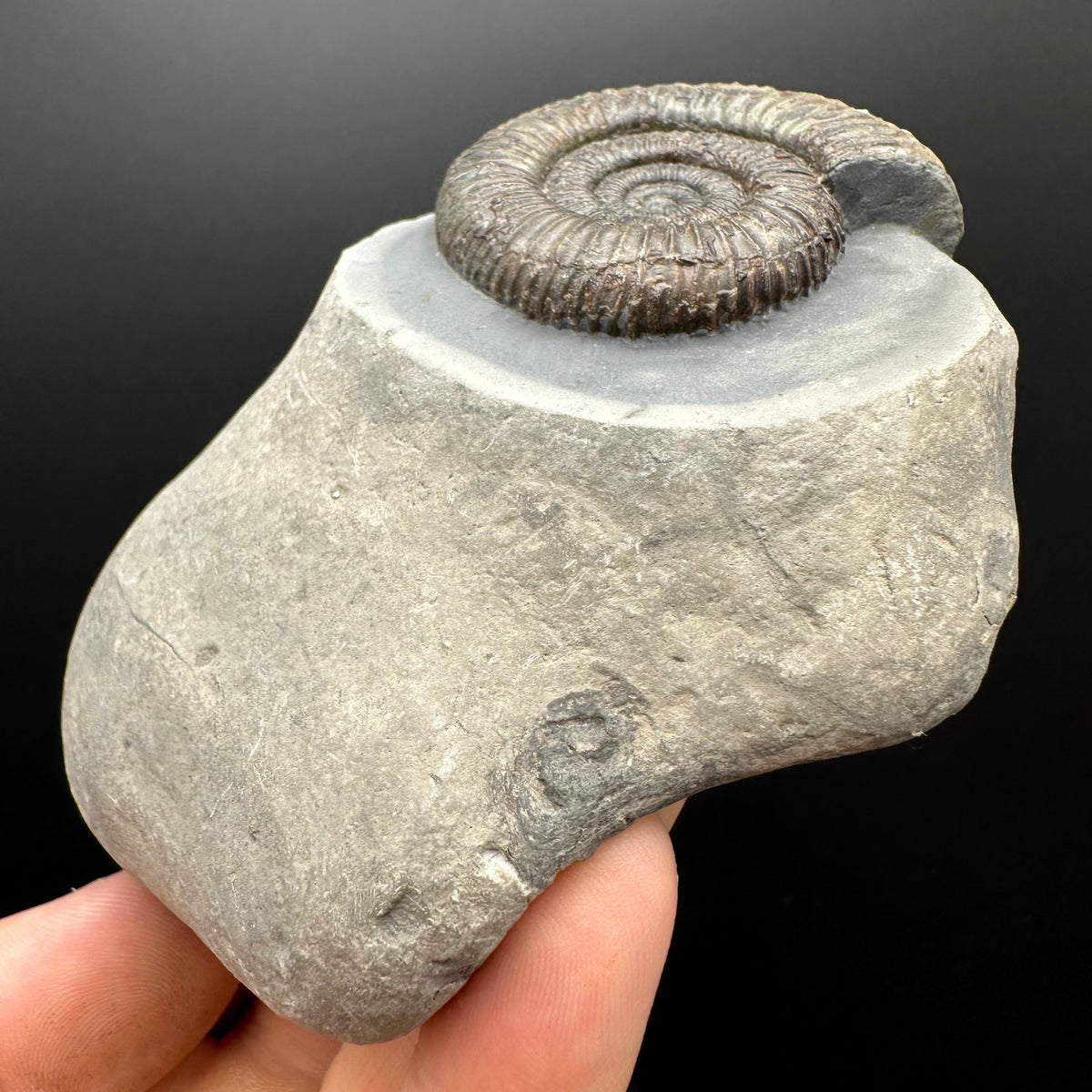Dactylioceras Ammonite Fossil With box and Stand - Whitby, North Yorkshire Jurassic Coast Yorkshire Fossils