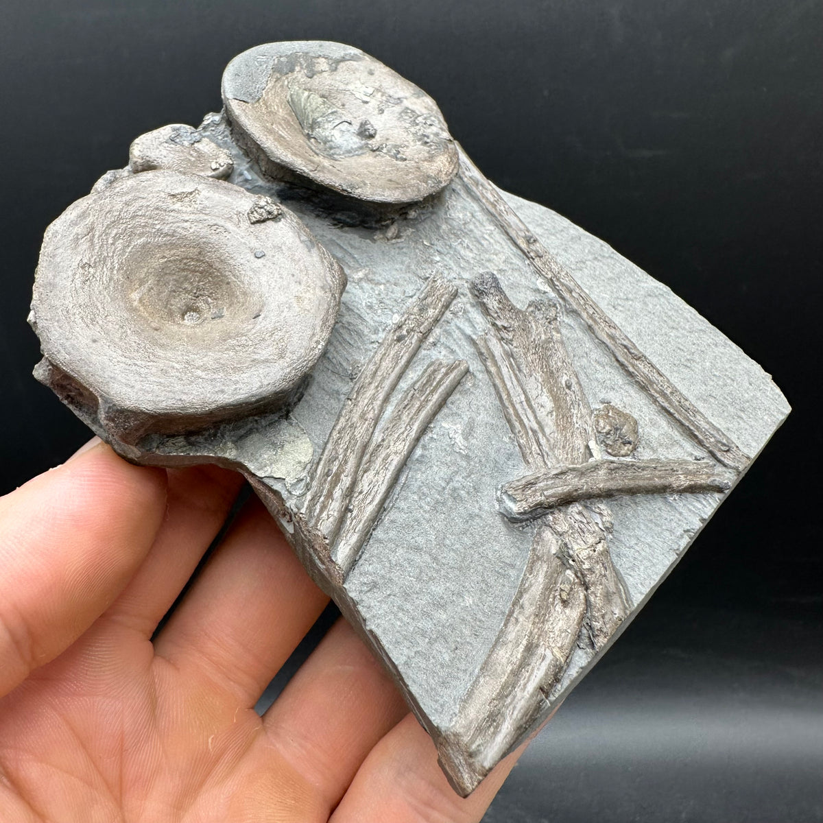 Ichthyosaur Vertebrae fossil / ribs with box and stand - Whitby, North Yorkshire Jurassic Coast, Yorkshire fossils found on the Jurassic Coast
