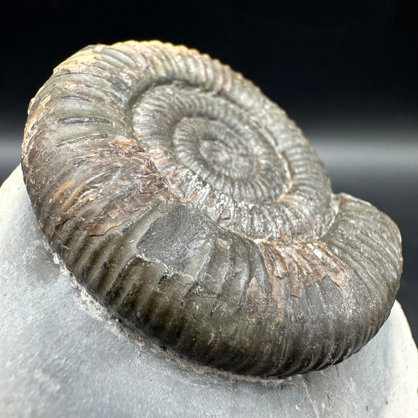 Dactylioceras Ammonite Fossil With Box And Stand - Whitby, North Yorkshire Jurassic Coast Yorkshire Fossils