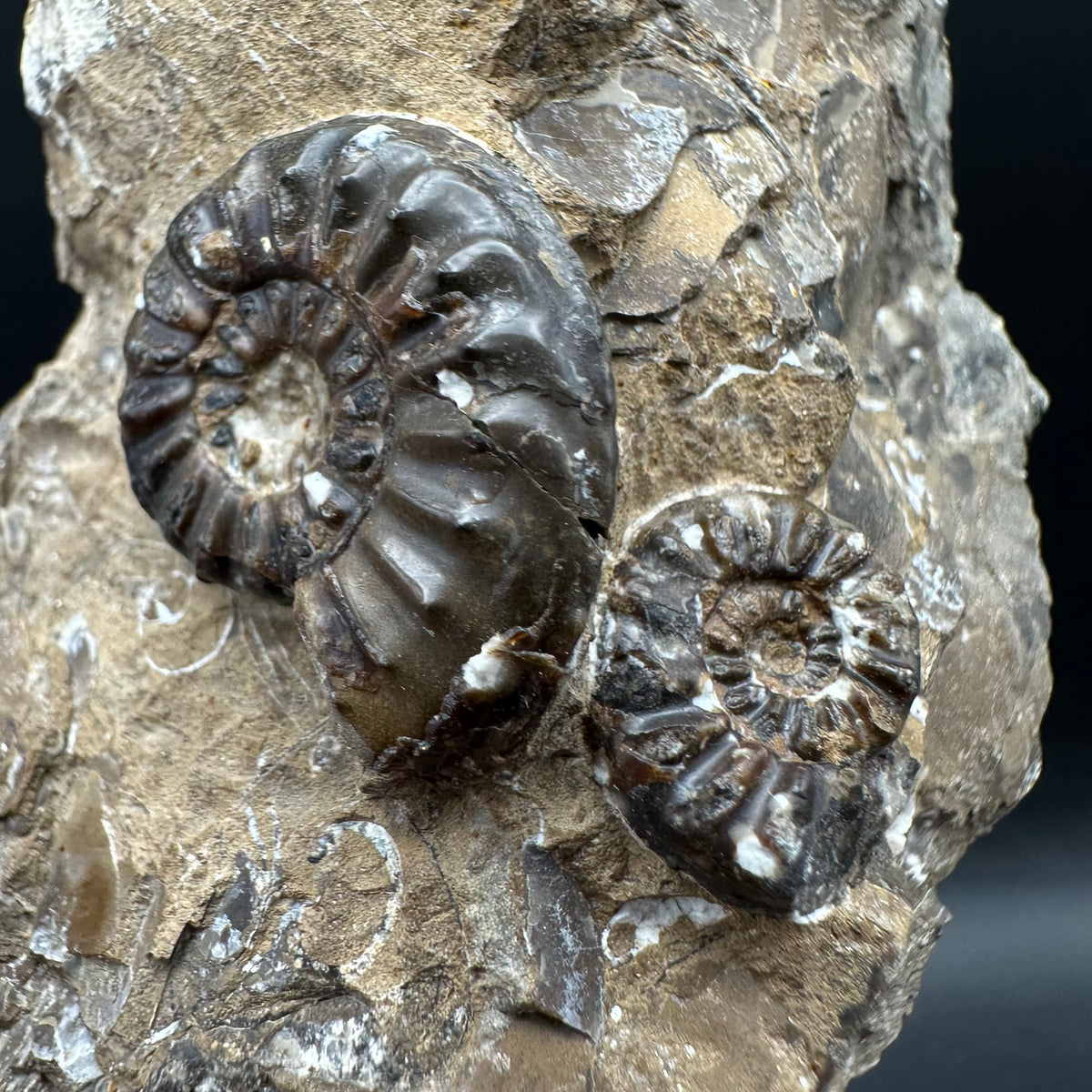 Amaltheus subnodosus Ammonite fossil with stand - Whitby, North Yorkshire Jurassic Coast Yorkshire Fossils