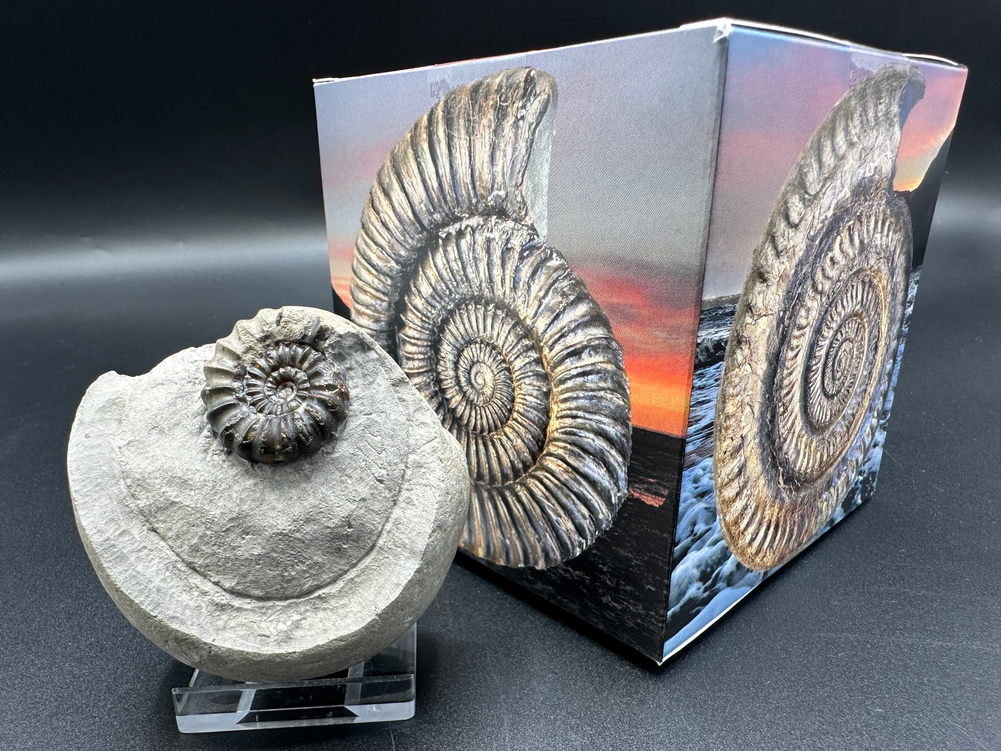 Androgynoceras maculatum ammonite fossil with gift box and stand - Whitby, North Yorkshire Jurassic Coast Yorkshire Fossils