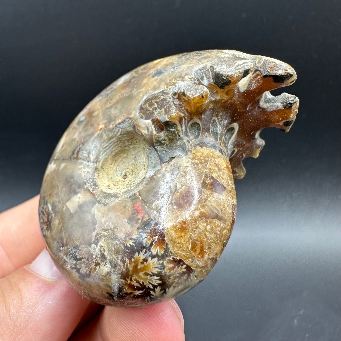 Phylloceras Ammonite Fossil With Box And Stand - Cretaceous Ammonite Madagascar