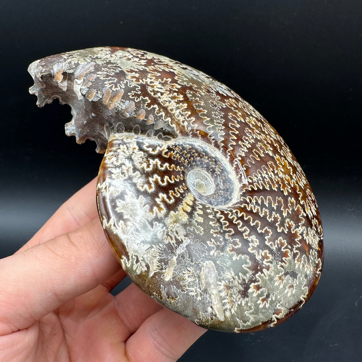 Cleoniceras Ammonite Fossil With Box And Stand - Cretaceous Ammonite Madagascar