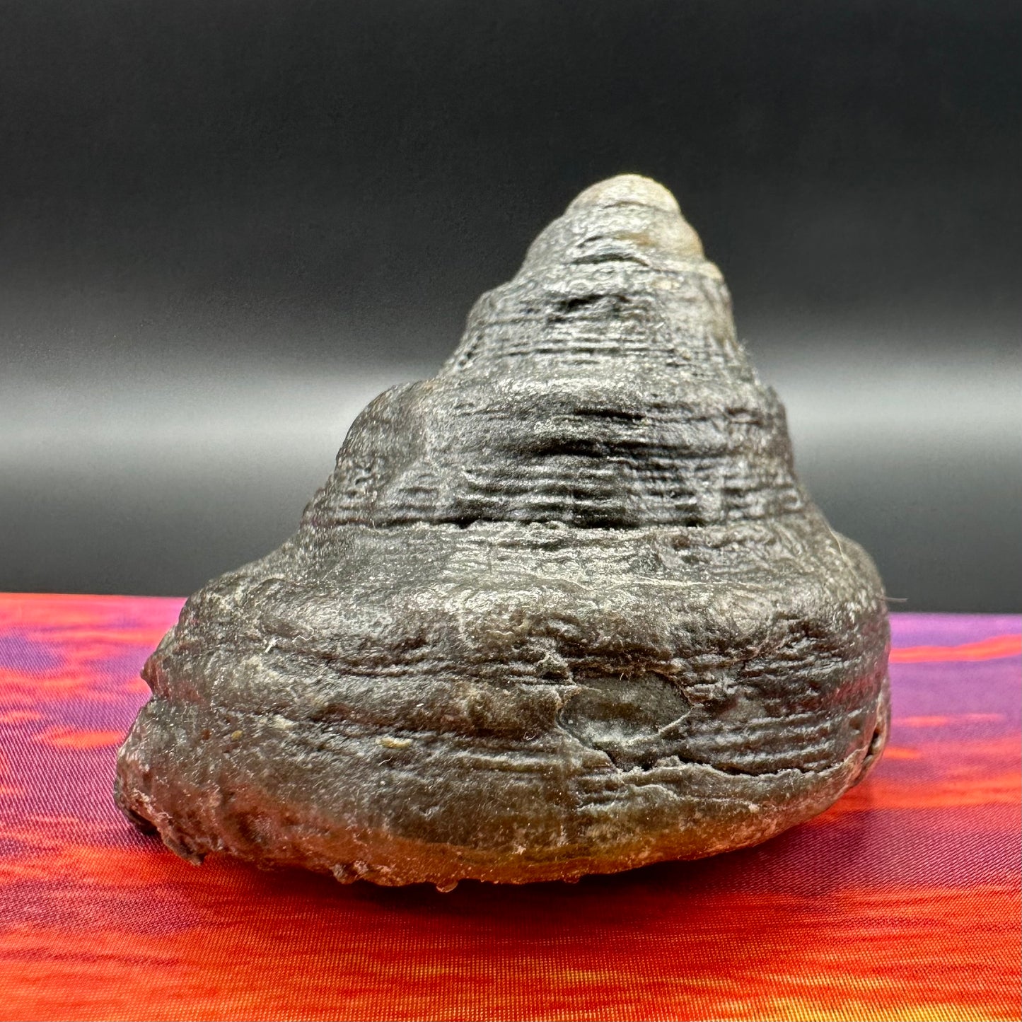 Gastropod Fossil Shell - Whitby, North Yorkshire, Jurassic Coast, Yorkshire Fossils