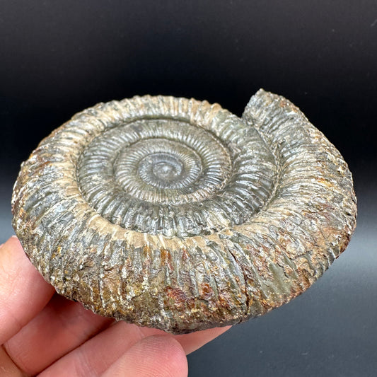 Dactylioceras Ammonite Fossil With Box And Stand - Whitby, North Yorkshire Jurassic Coast Yorkshire Fossils