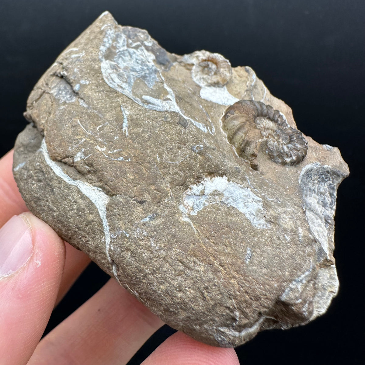 Androgynoceras capricornus Ammonite Fossil With Stand - Whitby, North Yorkshire Jurassic Coast Yorkshire Fossils