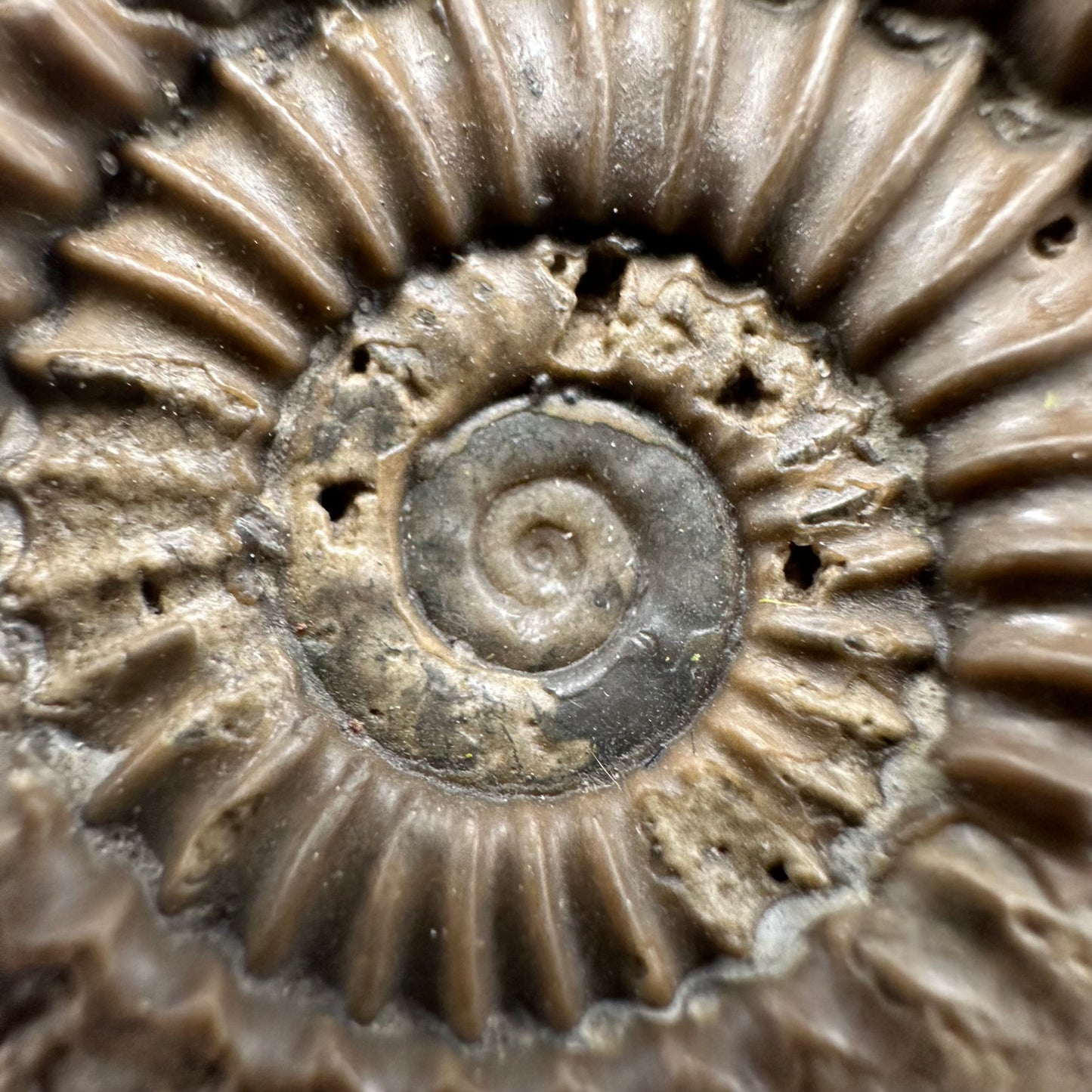 Arnioceras ammonite shell fossil with box and stand - Whitby, North Yorkshire Jurassic Coast Yorkshire Fossils