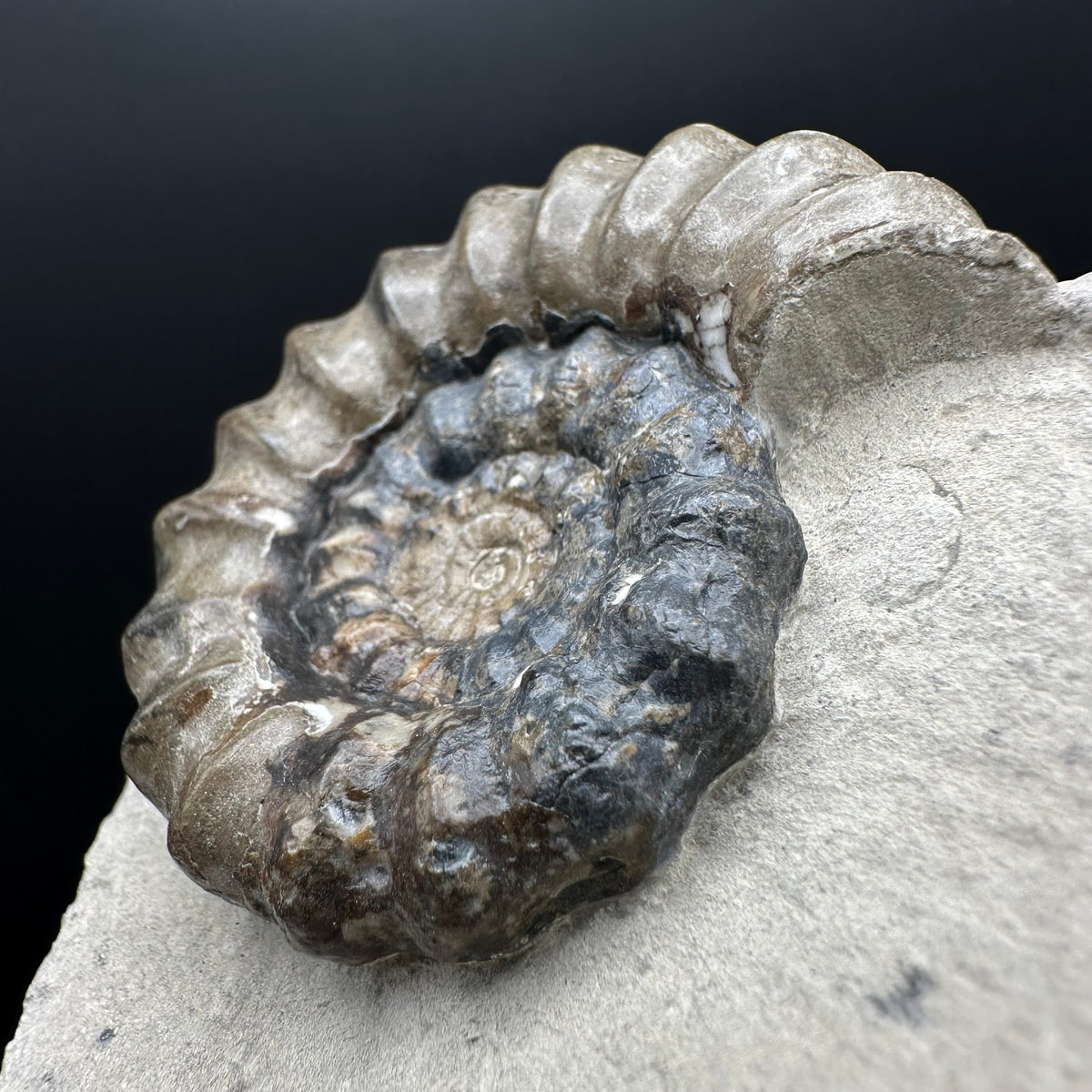 Androgynoceras maculatum ammonite fossil with box and stand - Whitby, North Yorkshire Jurassic Coast Yorkshire Fossils